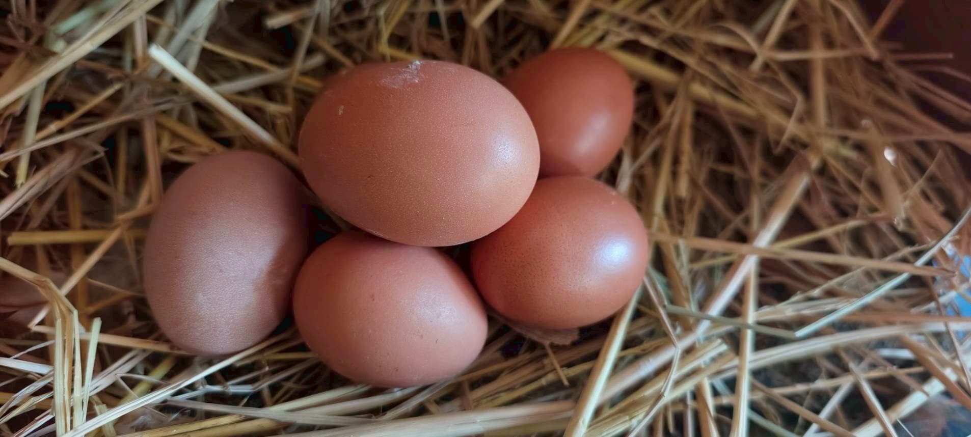 เก็บไข่ไก่+ให้อาหารไข่ไก่